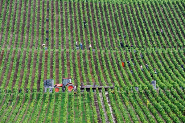 Les vendanges