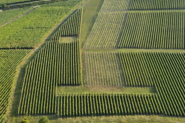 Les vignes de Champagne