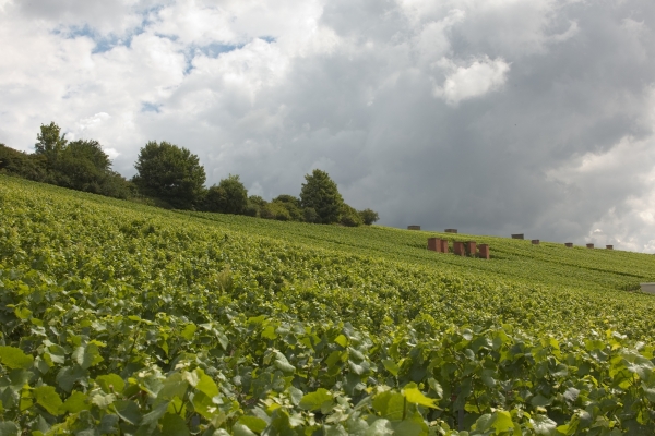 Essors, cheminées d'aération dans le vignoble – Coteaux historiques – Aÿ