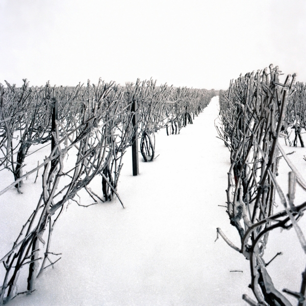 Un vignoble septentrional